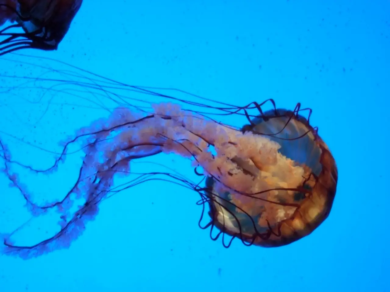 There are two jellyfishes in the water of an ocean. The background is blue in color.