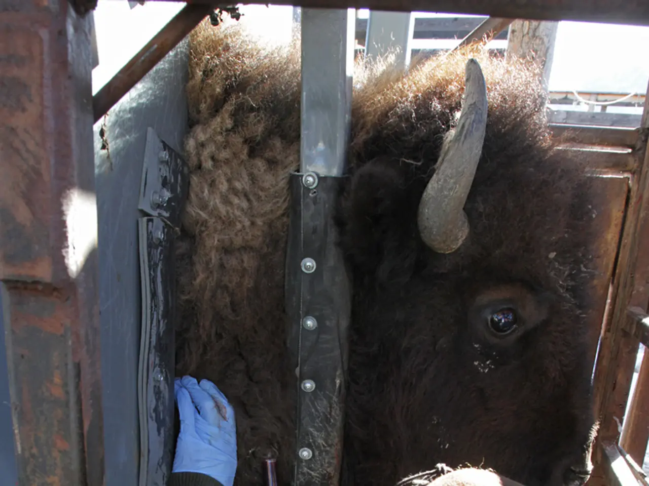 In this image I see a person over here who is holding a thing and I see a yak over here and I see...