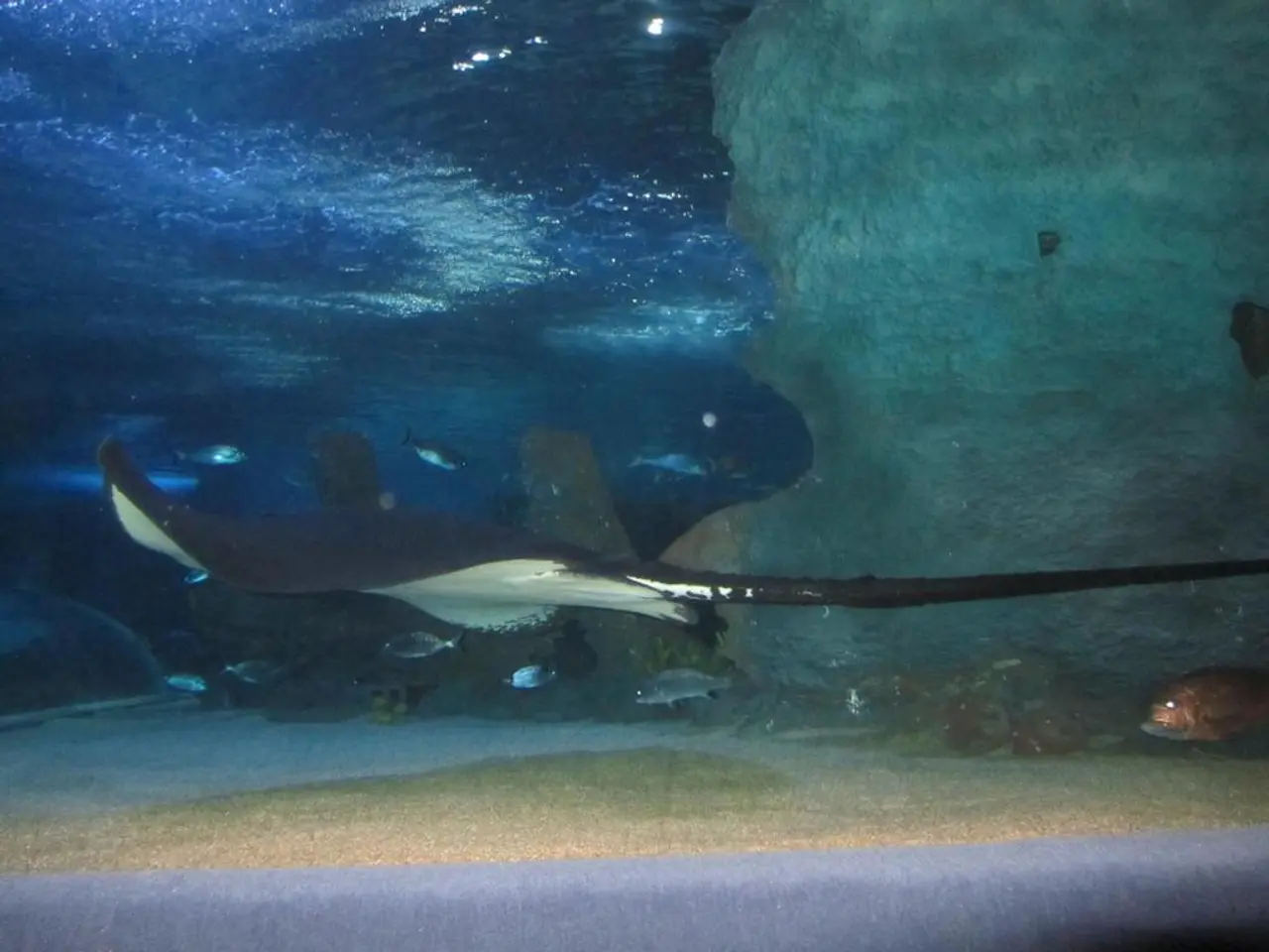 In the foreground of this picture, there is a stingray and many more fishes under the water.
