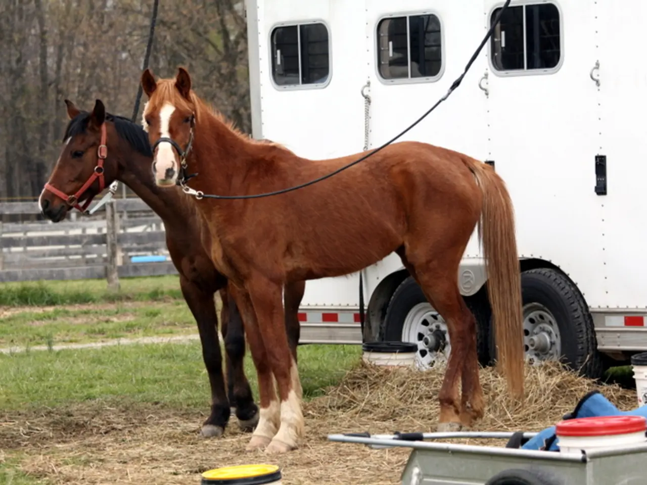 There are two horses standing. This looks like a van. Here is the dried grass. I can see the...