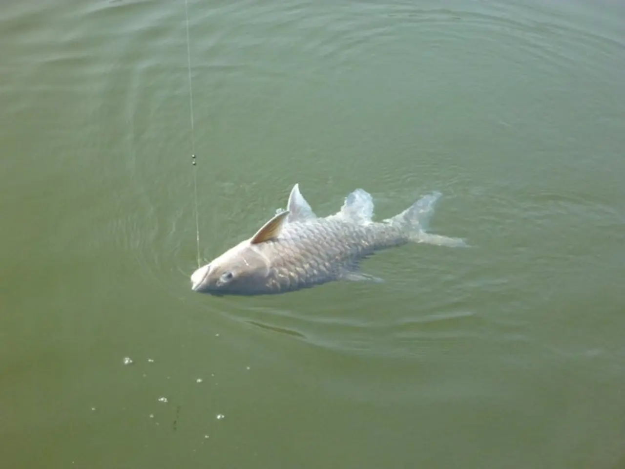 In this image I can see a fish caught by a hook in water.