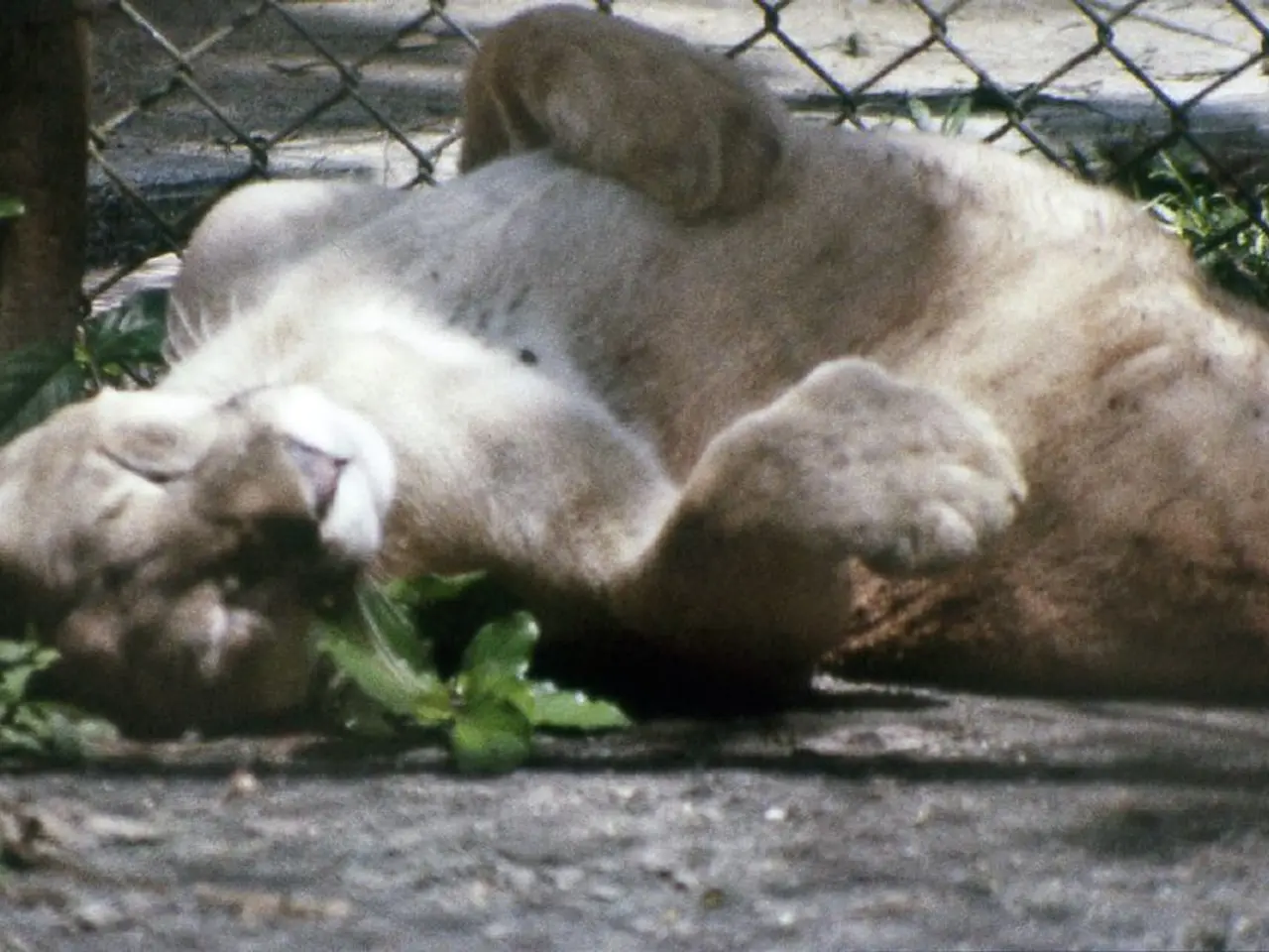 In the center of the image there is a cat laying on the road. In the background there is a fencing...