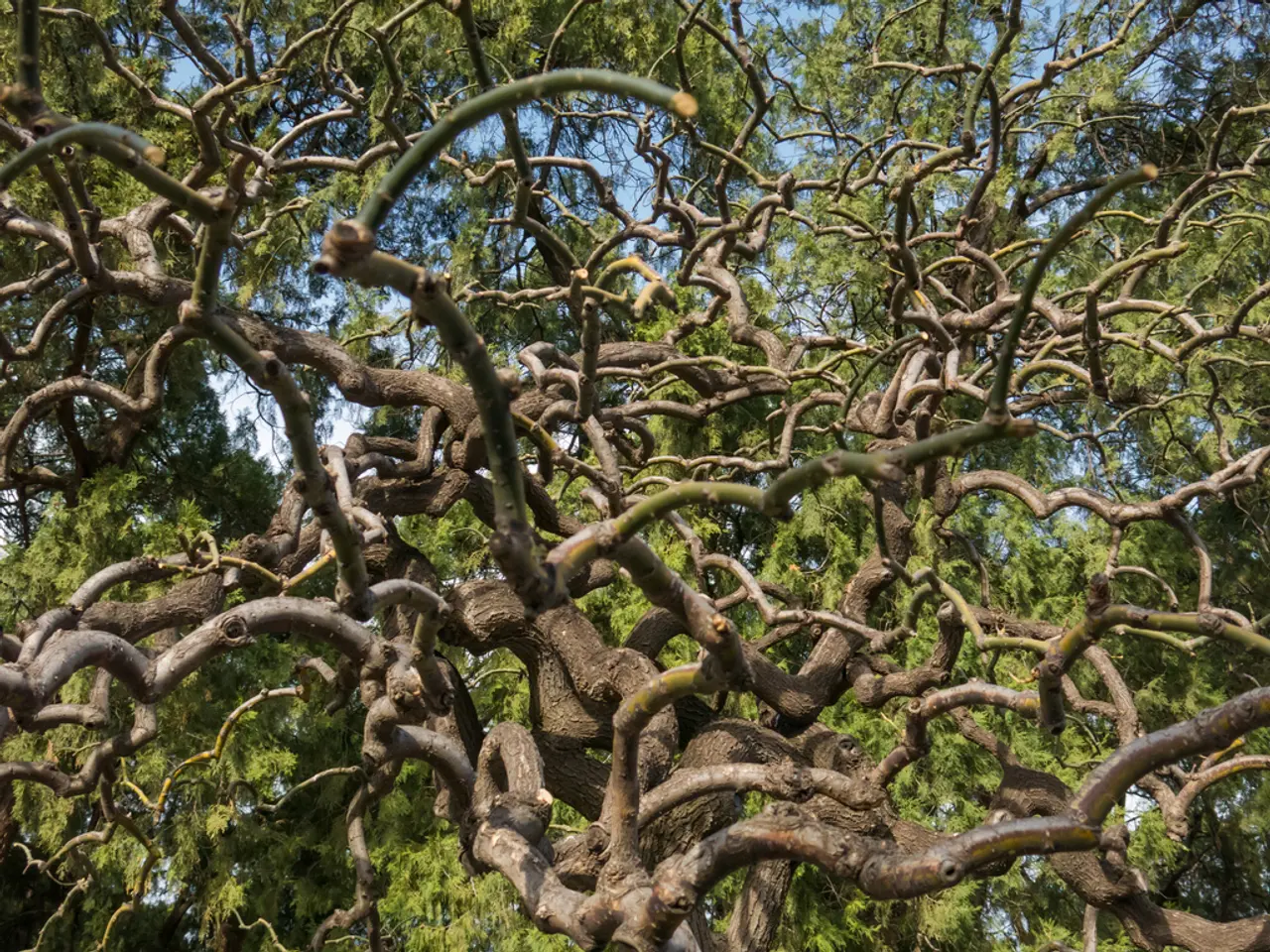Here in this picture we can see branches of trees present all over there.