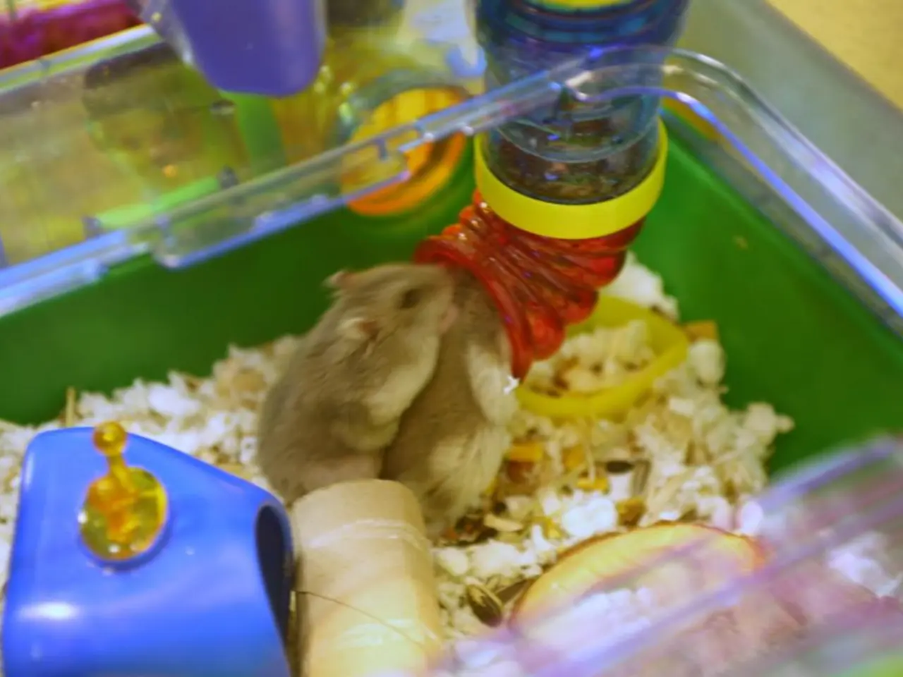 In this picture I can see a plastic container with some objects in it, there are rats and there is...