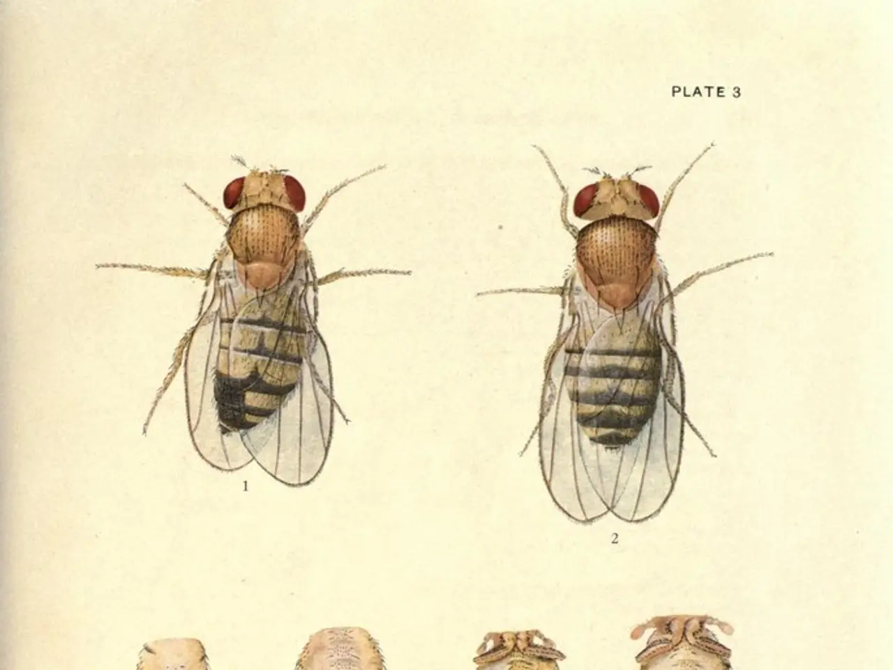 In this image there are few pictures of the insects are on it. Bottom of the image there is some...