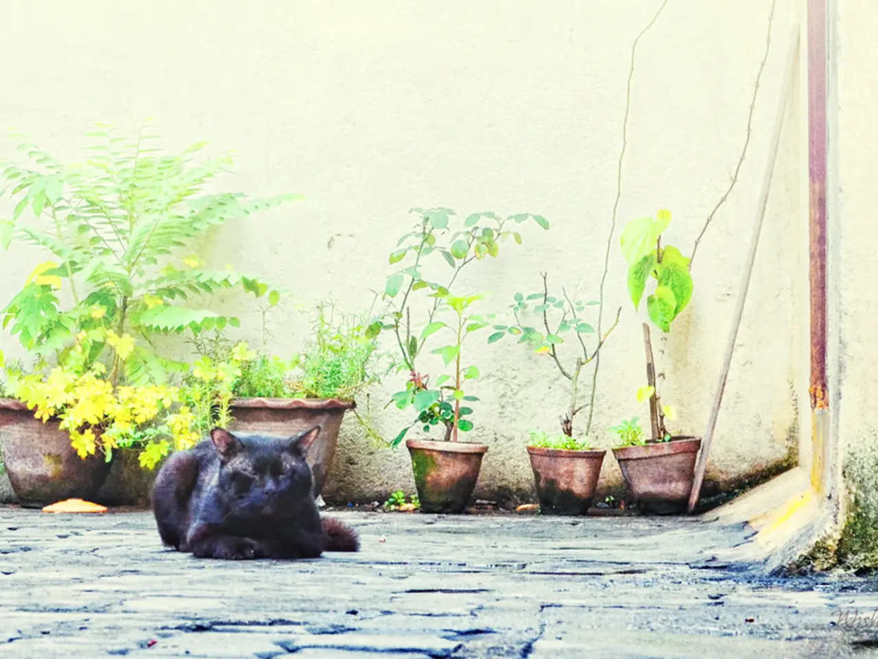 These are plants, this is wall and a cat.