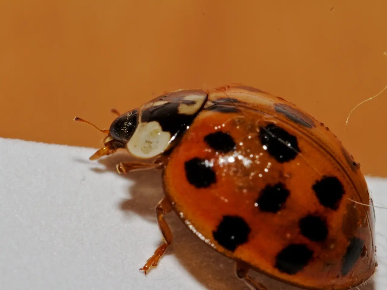 In this picture we can see a bug here, at the bottom there is mat, we can see wall in the...