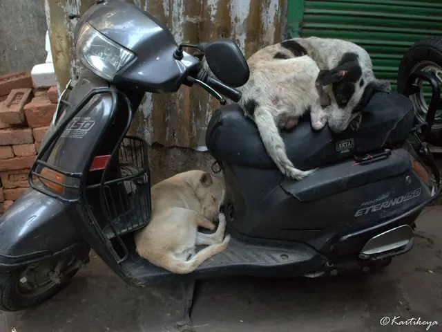 Unexpected Evasion on Schönaicher Straße, Böblingen, as Per Polish Police Reports