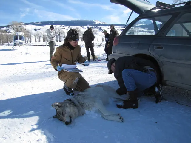 As we can see in the image there is a sky, trees, snow, few people here and there, a car and a dog.