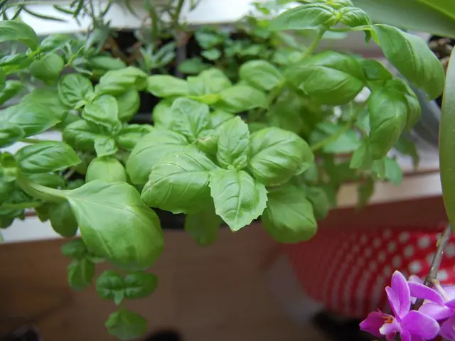 This is the zoom-in picture of the leafs. Right bottom of the image one pink color flower and stem...