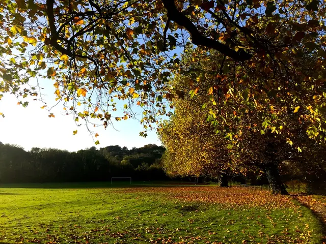 In the image there are many trees in the background on the grassland, on right side there are trees...