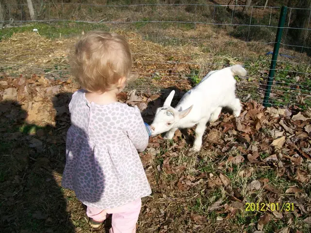 In this picture we can see an animal, child, fence, dried leaves on the grass and at the bottom...