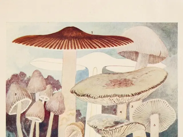 This might be a painting in this image in the center there are some mushrooms and at the bottom...