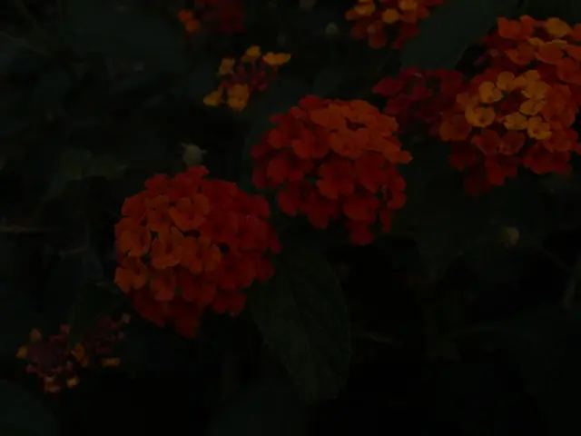 In the image there are many flower plants on the land.