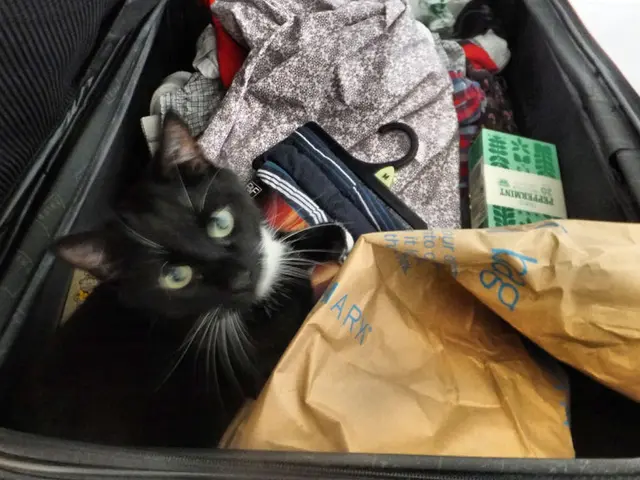 This picture shows suitcase and a cat in it and some clothes.