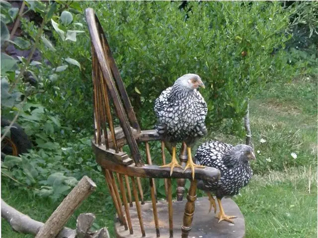 in the picture there are two hens standing on the chair there are also a plants around the chair we...