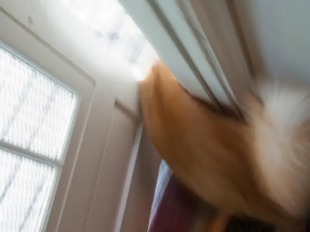 This image is taken indoors. On the left side of the image there is a door. On the right side of...