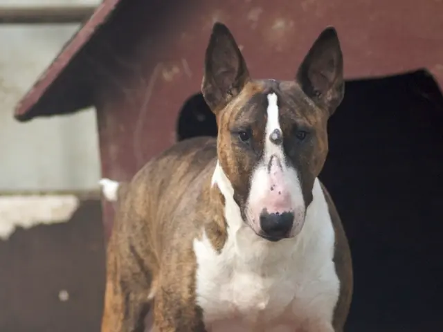 In this picture we can see the brown and white color dog standing in the front and looking into the...