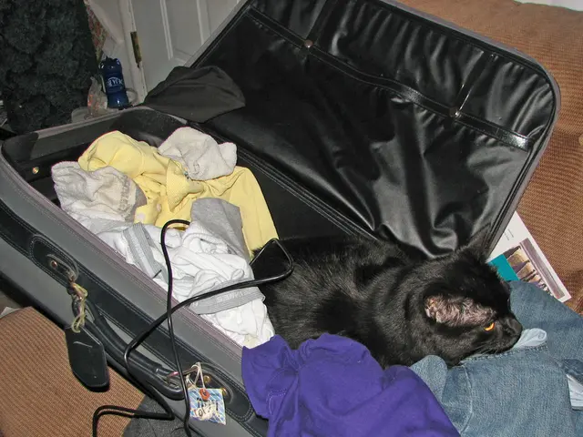 A suitcase is kept on this couch. In this suitcase there are clothes, cat and cable. Backside of...