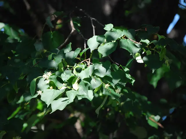 In this image, we can see a branch on the blur background.