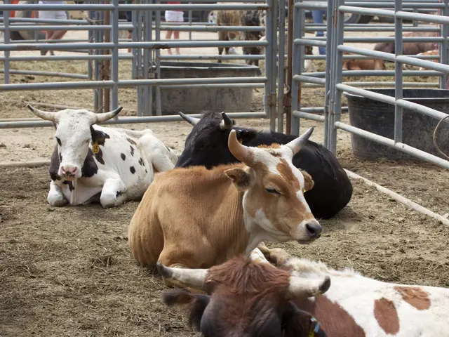 In this image we can see cows on the ground. There are railings and there are water troughs. In the...