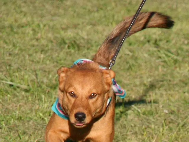 In the image there is a dog running on the ground and also there is a dog belt. On the ground there...