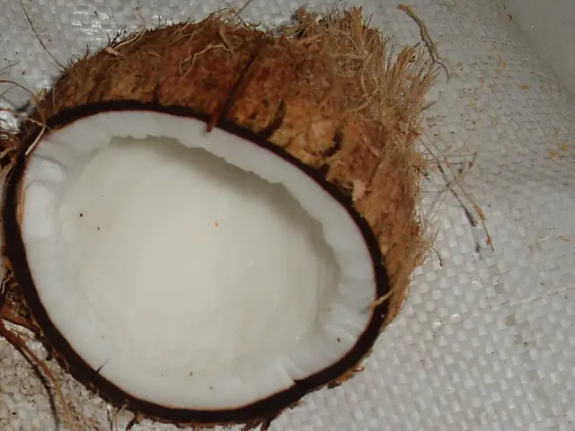 In this image in the center there is one coconut, and at the bottom there is one cover.