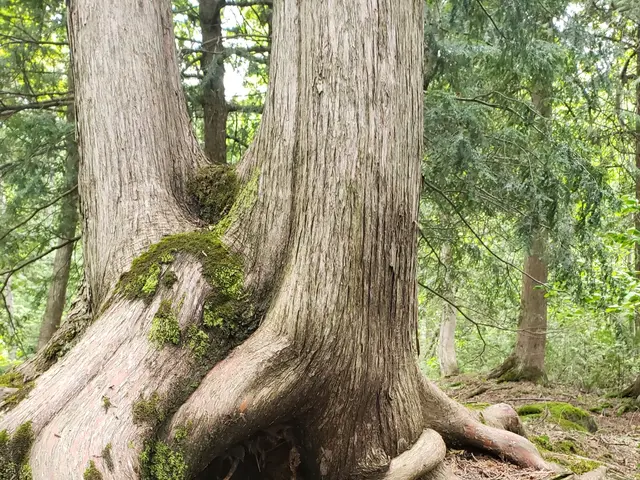 The image shows a large tree in the middle of a forest, with its trunk and branches covered in...