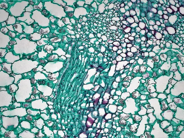 The image shows a cross section of a plant stem with a green and white background, revealing the...