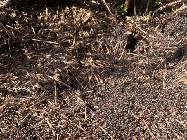 The image shows a large pile of wood chips on the ground in the woods, with a few plants in the...
