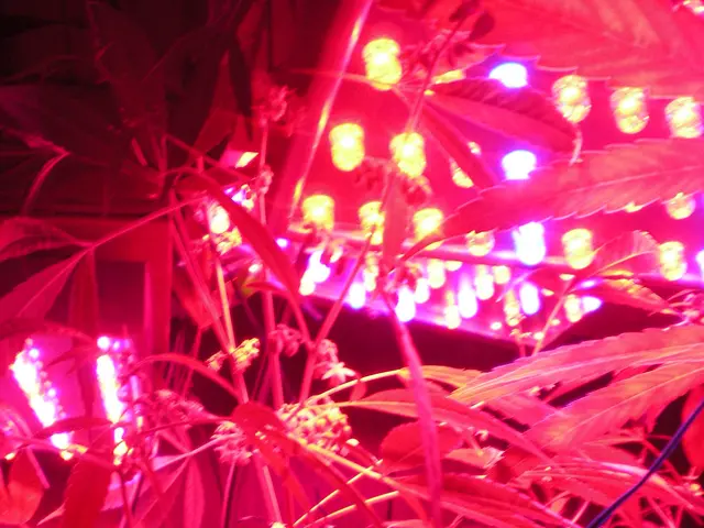 The image shows a cannabis plant growing in a room illuminated by red lights, with a wall in the...