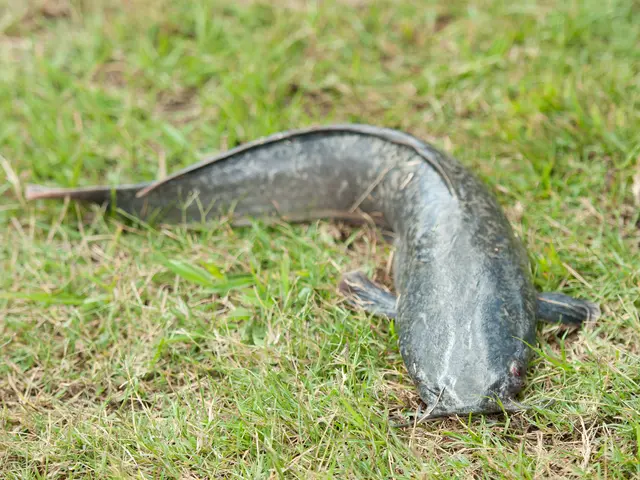 The image shows a large catfish laying on top of a lush green field.