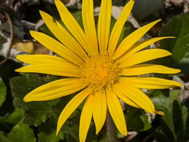 The image shows a yellow arnica flower with green leaves in the background, slightly blurred. The...