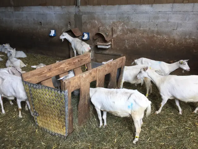 The image shows a group of white goats in a barn with hay on the ground and a wooden fence in the...