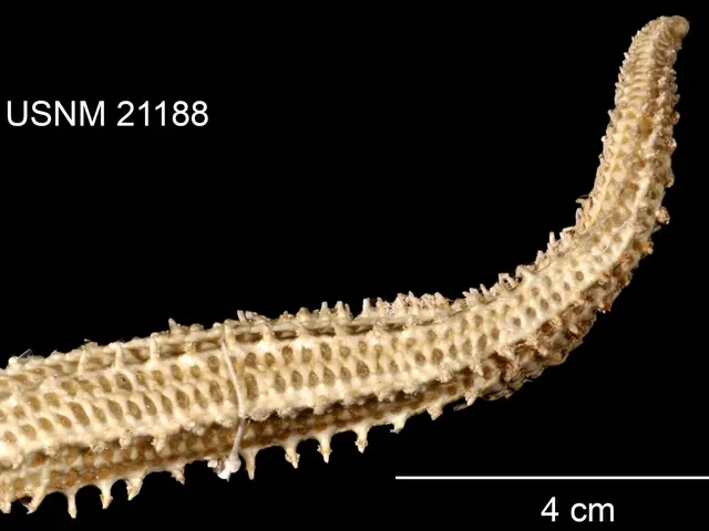 The image shows a close up of a worm on a black background with the text "USNM 21188" at the top...