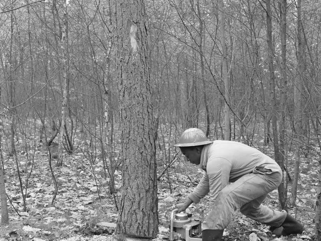 The image shows a man wearing a helmet and holding an object while cutting down a tree in the...