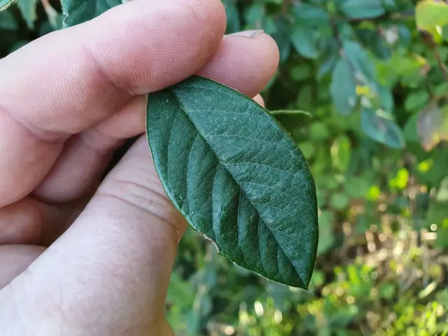 The image shows a person holding a green leaf in their hand, with a few plants in the background....