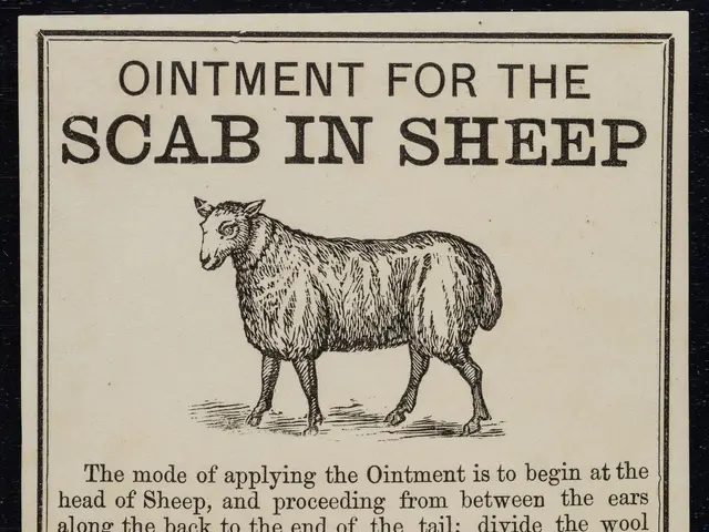 The image shows a poster with a picture of a sheep and text that reads "Ointment for the Scab in...