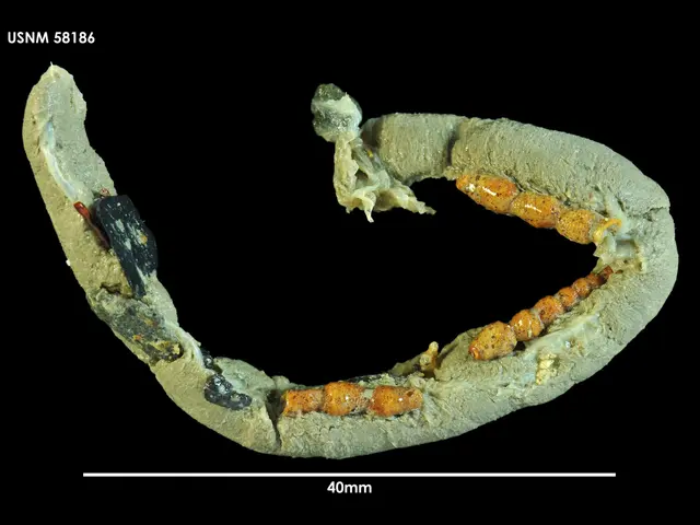 The image shows a close up of a tooth with a small amount of dirt on it, set against a dark...