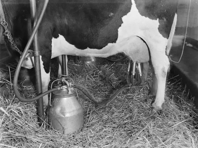 The image shows a black and white cow standing in a barn, surrounded by grass and a metal object,...