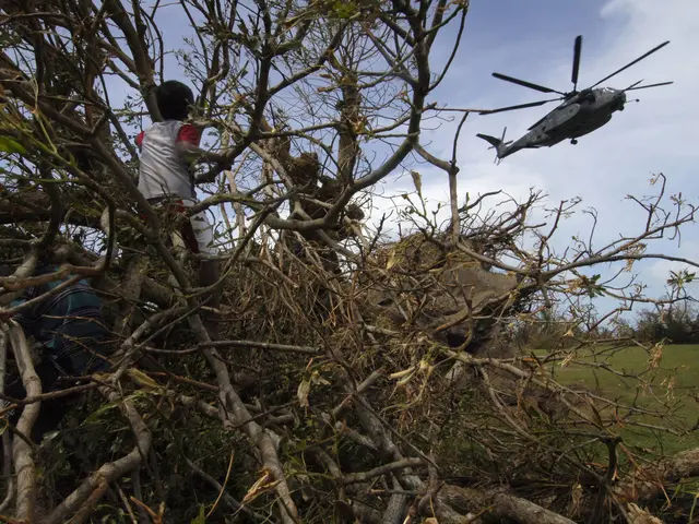 The image shows a helicopter flying over a tree that has fallen on top of it, with two people...