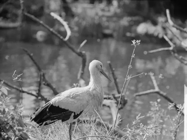 The image shows a white stork standing atop a nest next to a body of water, surrounded by plants....