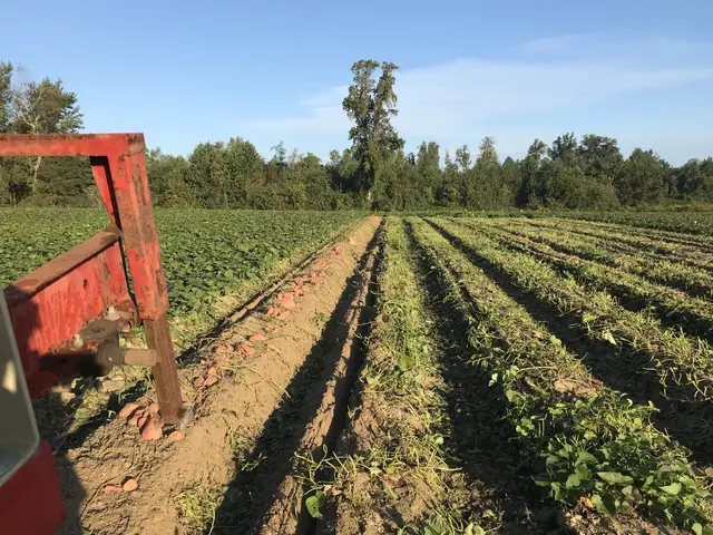 The image shows a tractor plowing a field of soybeans with a plow in the foreground, surrounded by...