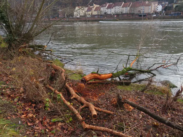 The image shows a riverbank with a fallen tree on the side of it. The river is surrounded by lush...