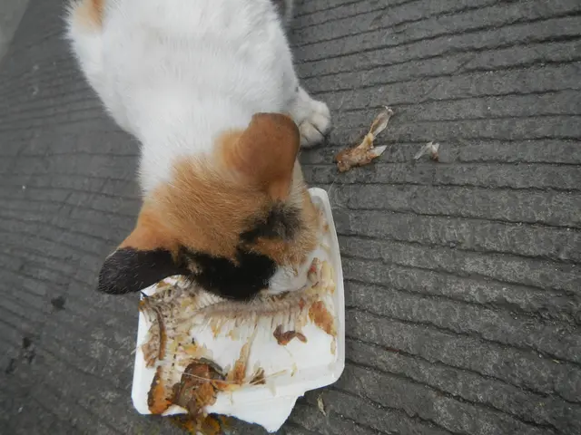 The image shows a small white, brown and black dog eating food out of a plastic container on the...