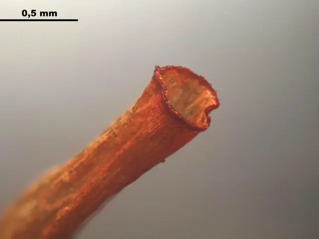 The image shows a close up of a copper wire with a small hole in it, and at the top of the image...
