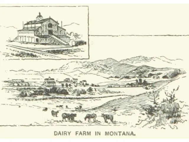 The image shows a drawing of a dairy farm in Montana, with a house in the center surrounded by...