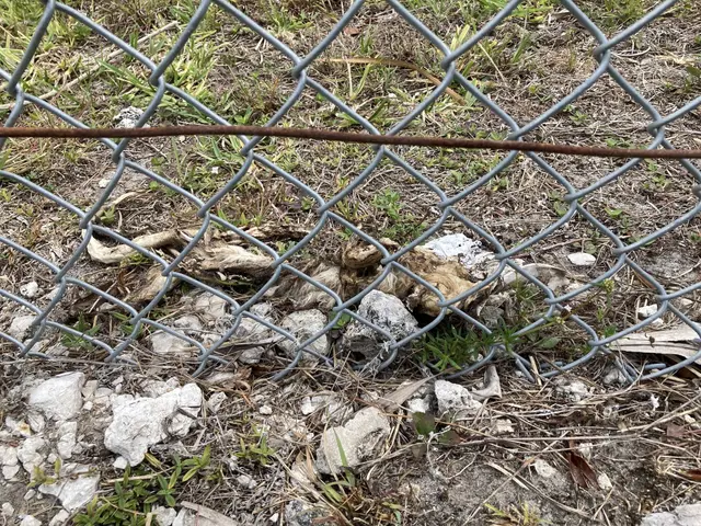 The image shows a chain link fence with a rusty wire running through it, surrounded by grass and...