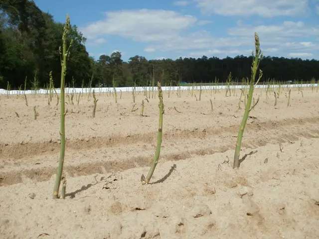 The image shows a field of asparagus plants growing in the sand, with trees in the background and a...