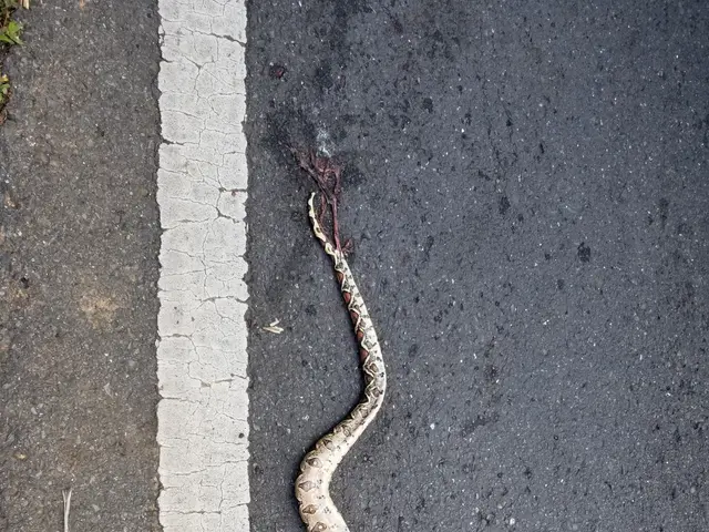 The image shows a boa constrictor, a large snake, laying on the side of the road with a white line...